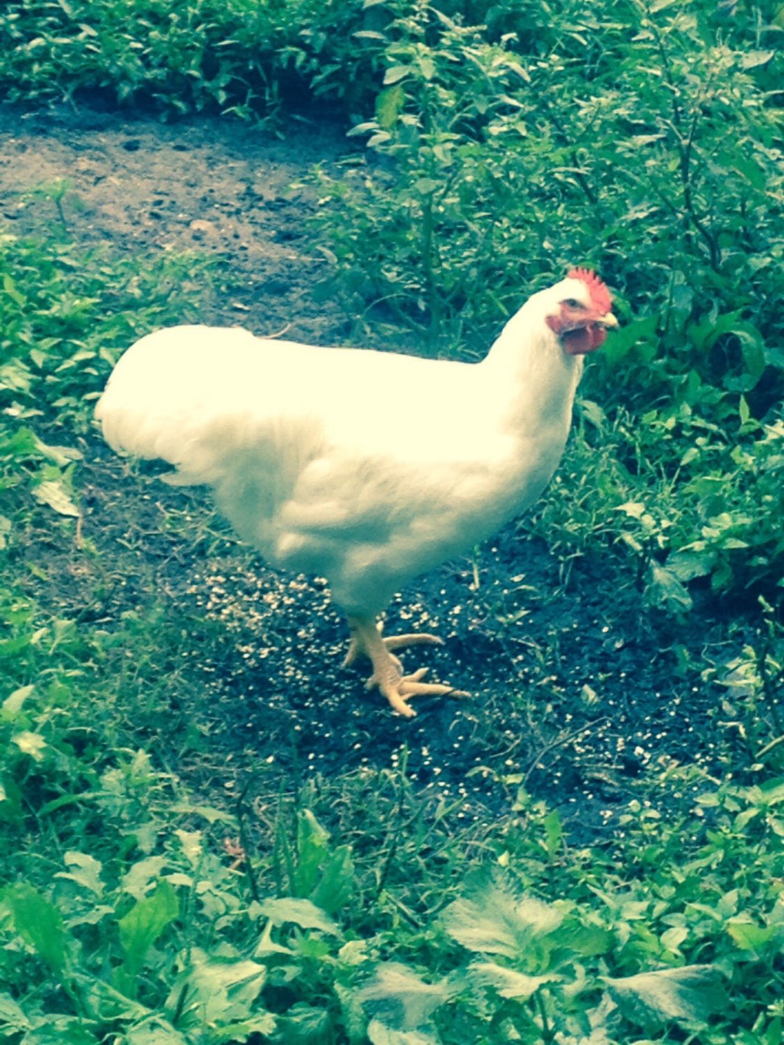  20 week old cockerl hatched this year